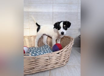 Iliana - kleine Herzenshündin sucht ihr Zuhause❤️