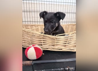 Mojo sucht sein Glück ❤️