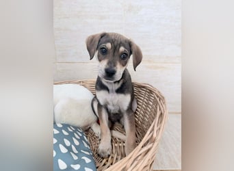 Iggy – kleines Wunder sucht großes Glück❤️