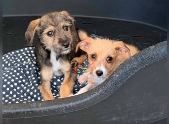 Scottie auf der Suche nach seinem großen Glück ❤