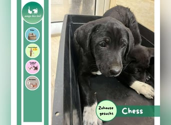 Kleiner Chess – mutig, sozial & voller Herz ❤️