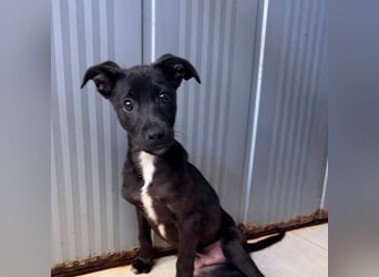Remo – kleiner Schatz sucht ein sicheres Zuhause ❤