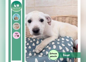 Ivor – zarter Welpenjunge auf der Suche nach Geborgenheit❤️