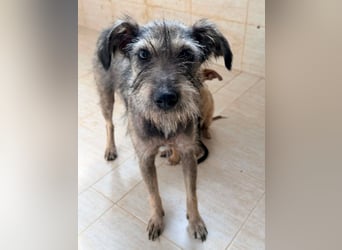 Suki - tapfere Hundemama sucht liebevolles Zuhause ❤