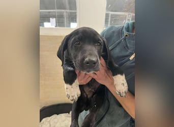 Kleiner Chess – mutig, sozial & voller Herz ❤️