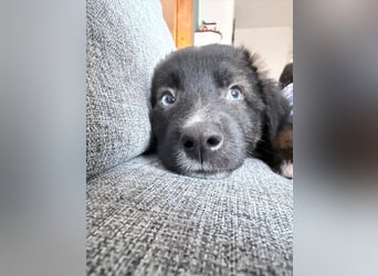 Akela – sanfter kleiner Wolf auf der Suche nach seinem Glück ❤️