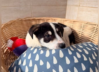 Kleiner Ivo sucht liebevolles Zuhause❤️