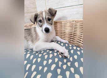 Lando sucht sein Für-immer-Zuhause ❤️