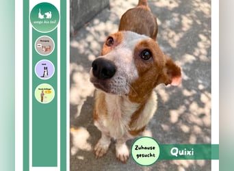 Quixi - Liebevolle Hundemama sucht ihr Zuhause ❤