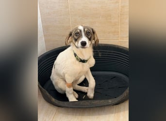 Kleine Lani sucht ihr Zuhause ❤