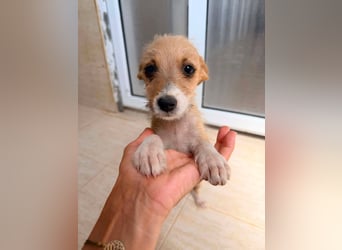 Scruffy – kleiner Welpe sucht ein liebevolles Zuhause ❤