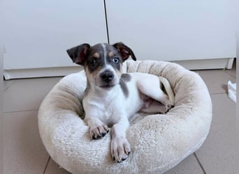 Perry auf der Suche nach seinem Glück ❤