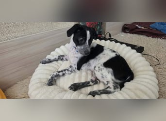Kleiner Logan sucht sein Für-immer-Zuhause -❤