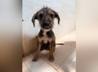 Scottie auf der Suche nach seinem großen Glück ❤