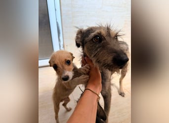 Scruffy – kleiner Welpe sucht ein liebevolles Zuhause ❤