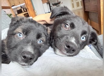 Naira – kleine Entdeckerin auf der Suche nach ihrem Für-immer-Zuhause ❤️