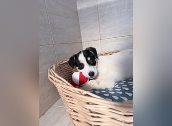 Iliana - kleine Herzenshündin sucht ihr Zuhause❤️