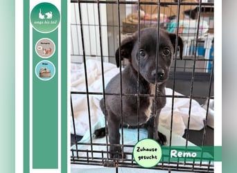 Remo – kleiner Schatz sucht ein sicheres Zuhause ❤