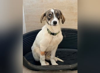 Kleine Lani sucht ihr Zuhause ❤