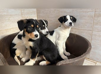 Kleiner Ivo sucht liebevolles Zuhause❤️