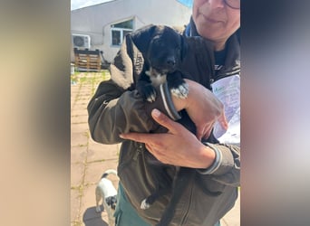 Kleine Grace sucht ihr großes Glück ❤