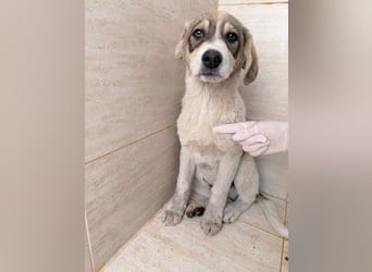 Liron – kleiner Schatz auf Familiensuche ❤