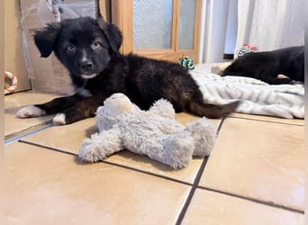 Akela – sanfter kleiner Wolf auf der Suche nach seinem Glück ❤️