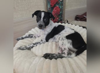Kleiner Logan sucht sein Für-immer-Zuhause -❤