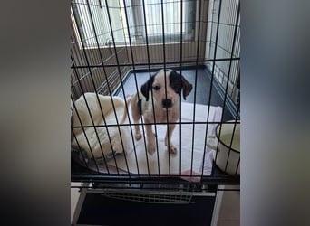 Die kleine Inara sucht ihr Zuhause ❤