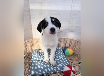 Iliana - kleine Herzenshündin sucht ihr Zuhause❤️