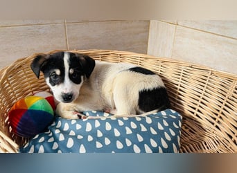 Kleiner Ivo sucht liebevolles Zuhause❤️