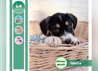 Idefix– sanfter Welpe sucht Menschen fürs Leben❤️