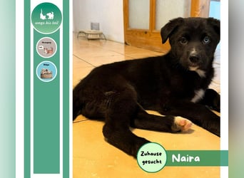 Naira – kleine Entdeckerin auf der Suche nach ihrem Für-immer-Zuhause ❤️