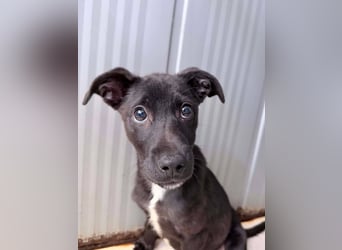 Remo – kleiner Schatz sucht ein sicheres Zuhause ❤