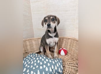 Iggy – kleines Wunder sucht großes Glück❤️