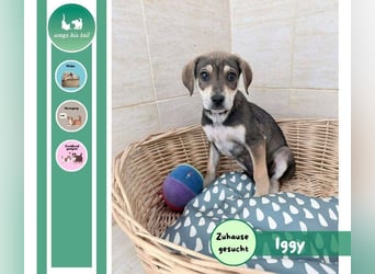 Iggy – kleines Wunder sucht großes Glück❤️