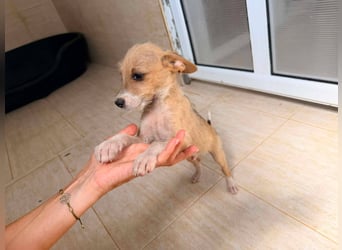 Scruffy – kleiner Welpe sucht ein liebevolles Zuhause ❤