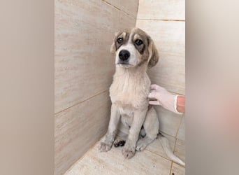 Liron – kleiner Schatz auf Familiensuche ❤