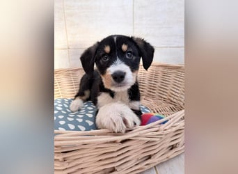 Idefix– sanfter Welpe sucht Menschen fürs Leben❤️