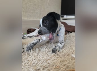 Kleiner Logan sucht sein Für-immer-Zuhause -❤