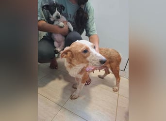 Quixi - Liebevolle Hundemama sucht ihr Zuhause ❤