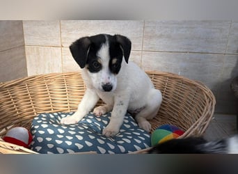 Iliana - kleine Herzenshündin sucht ihr Zuhause❤️