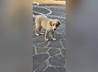 Ettore sucht sein für immer Zuhause