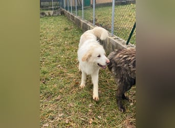 Leone sucht sein für immer Zuhause