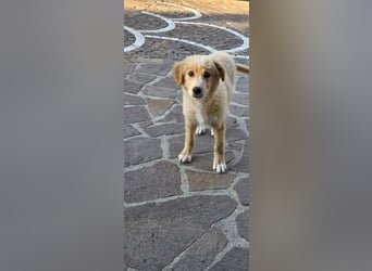 Ettore sucht sein für immer Zuhause