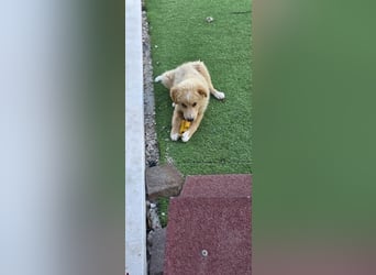 Ettore sucht sein für immer Zuhause