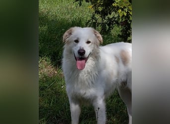 Leone sucht sein für immer Zuhause