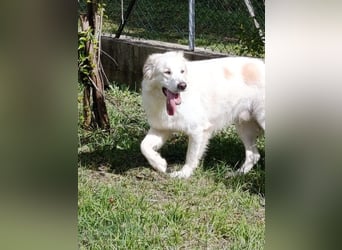 Leone sucht sein für immer Zuhause