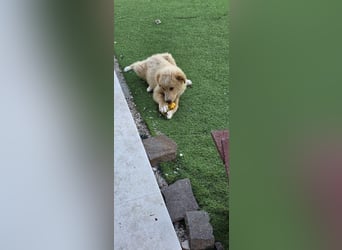 Ettore sucht sein für immer Zuhause
