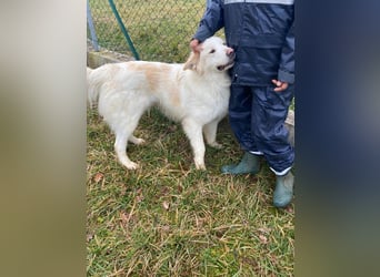 Leone sucht sein für immer Zuhause